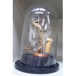 Taxidermy: 'A drumming Caymen' under a glass dome 8''h overall OS2