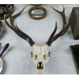 Taxidermy,