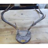 Taxidermy, a pair of stag's antlers,