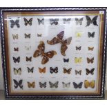 Taxidermy - a lepidoptery display 27''sq framed BSR