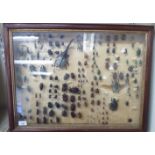 An early 20thC glazed and cased entomology study 16'' x 22'' TO8