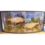 Taxidermy - a pair of Roach, displayed in a naturalistic sub-aqua setting,