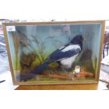 Taxidermy - a magpie with a broken bird's egg, displayed in a naturalistic setting,