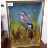 Taxidermy - a Jay, displayed in a naturalistic setting,