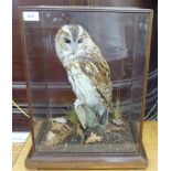 Taxidermy - a Tawney Owl, perched on a log, in a naturalistic setting,