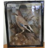 Taxidermy - a Jay, in a glazed,