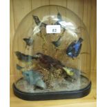 Taxidermy, a display of nine various small birds on a branch,