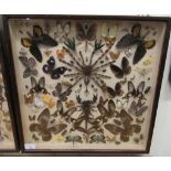 A glazed cased entomology and lepidoptery display 18''sq LAB