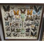 A glazed cased entomology and lepidoptery display 18''sq LAB