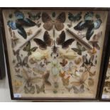 A glazed cased entomology and lepidoptery display 18''sq LAB