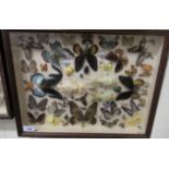 A glazed cased entomology and lepidoptery display 18'' x 14'' CA