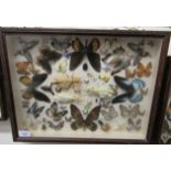 A glazed cased entomology and lepidoptery display 18'' x 14'' CA