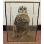 Taxidermy - a Tawney Owl, displayed in a naturalistic setting,