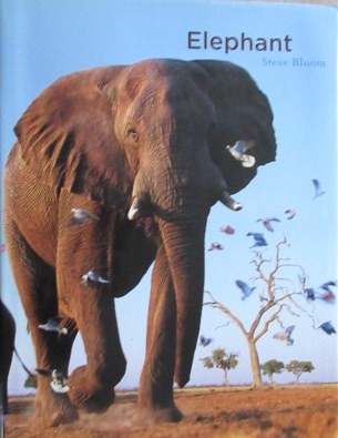 Bloom, Steve ElephantTwelve years in the making, this joyous celebration features elephants from the