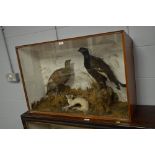 Taxidermy grouse and weasel