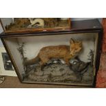 Taxidermy fox