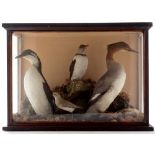 Cabinet of British Seabirds