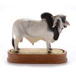 Royal Worcester Brahman bull