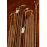 Walking sticks