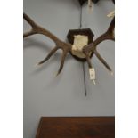 A twelve-point Royal antlers with cap.