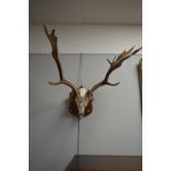 Mounted set of antlers with scull.