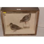 Snipe Taxidermy specimens