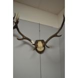 Mounted ten-point set of antlers.