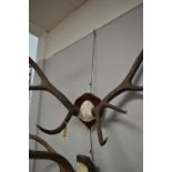 A fourteen-point Imperial Stag antlers.