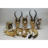 Taxidermy horns and other items.