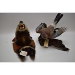 Taxidermy jay and badger.