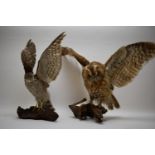 Stuffed and mounted tawny owl; and a sparrow hawk.