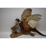 Taxidermy of a pheasant, and a grey legged partridge.