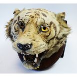 Indian Tiger mounted head
