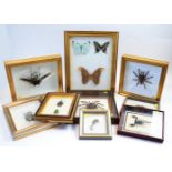 Nine cased framed insect specimens.