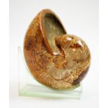 A large polished fossil nautilus