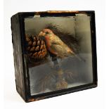 Taxidermy: Crossbill.