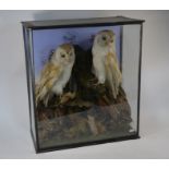Taxidermy - A Victorian glazed case display