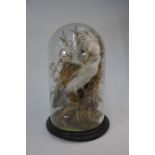 Taxidermy - a Victorian barn owl under glass dome