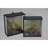 A companion pair of single cased taxidermy birds