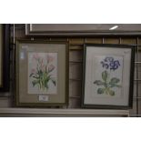 Jenny Jowett - Two botanical studies