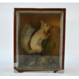 A taxidermy squirrel in case