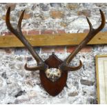 A large pair of six-point deer antlers