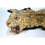 A vintage full head taxidermy leopard skin rug circa 1930's