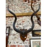 Large pair of kudu horns
