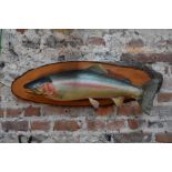 A taxidermy pink salmon