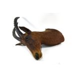 Taxidermy - A Rowland Ward trophy head of a Topi antelope
