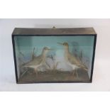 Taxidermy - A pair of Victorian stuffed birds - sandpipers