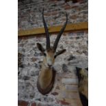 Taxidermy - a trophy head of a gazelle