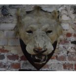 Taxidermy - a lion's head hunting trophy