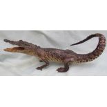 Taxidermy - A juvenile crocodile, with tail raised and jaws agape,
